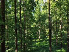 -黄海国家森林公园