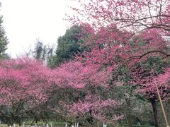 -杭州植物园