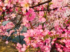 -大兴滨河森林公园