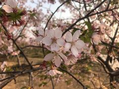 -天适樱花悠乐园
