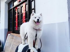 -翊宠yipet猫狗购宠庄园犬舍•猫舍