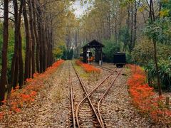 -合肥滨湖国家森林公园