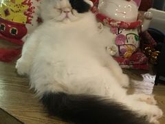 -共舞时光猫咖·狗咖(新街口店)