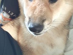 -柴犬高等学院·狗咖·柴犬售卖·宠物训练