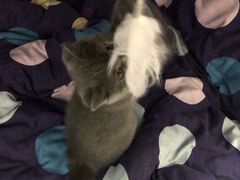 -猫大福·Fortune Cat猫舍(百子湾店)