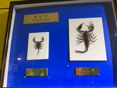 -上海昆虫博物馆