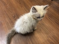 -楼上猫咖(罗湖店)
