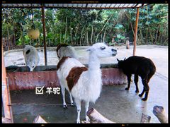 -深圳野生动物园