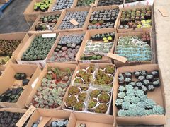 -龙大花卉苗木市场