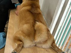 -是阿柴呀！柴犬咖啡·爱喵喵猫咖