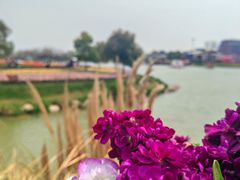 -荷兰花海