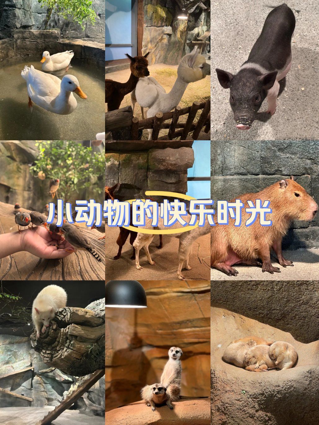 96木星动物岛,萌宠乐园超好玩78