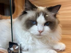 -猫十亿·布偶金渐层·曼基康矮脚猫舍(青年路店)