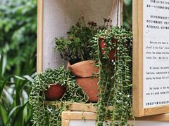 -深圳仙湖植物园
