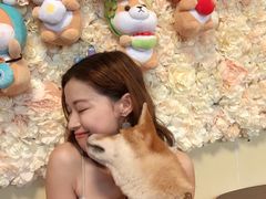 -柴犬高等学院·狗咖·柴犬售卖·宠物训练