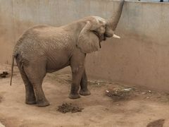 -西霞口神雕山野生动物世界