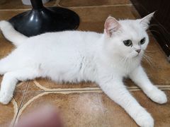 -李小姐の猫咖啡馆(五角场店)