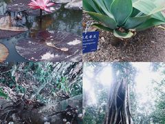 -中国科学院西双版纳热带植物园