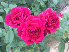 -人民公园(罗湖区)