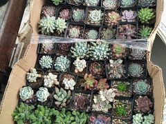 -龙大花卉苗木市场