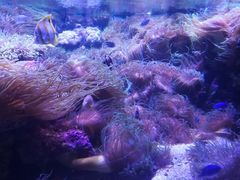 -悉尼海洋生物水族馆