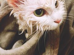 -瑞鹏宠物医院·爱宠堂·骨外专科(西荷分院)