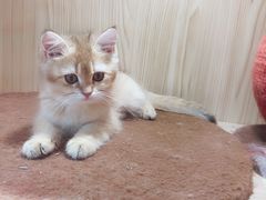 -屋虎猫馆(宝安大仟里店)