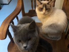 -猫色咖啡·猫咖