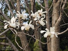 -国家植物园南园