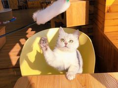 -猫的茶·猫咖