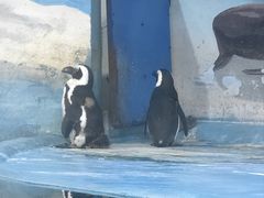 -洛阳龙门海洋馆