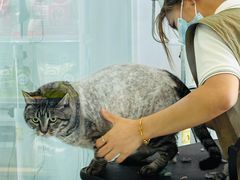 -爱洗澡的猫(望京店)