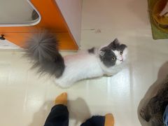-三花喵·撸猫购宠·宠物生活馆(虹桥南丰城店)