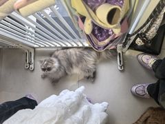 -平行世界·猫咖(首经贸店)
