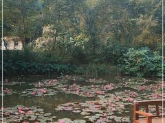 -野象谷景区