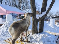 -中旅松花湖滑雪场