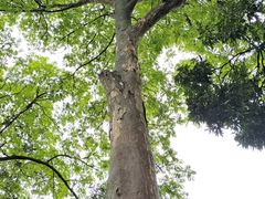 -广西壮族自治区药用植物园