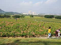 -光明小镇欢乐田园