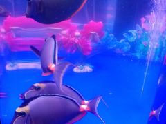 -青岛嘉年华主题乐园