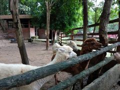 -清迈夜间动物园