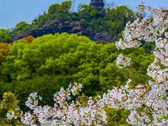 -上海辰山植物园