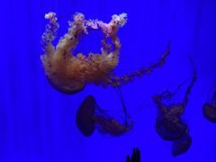 -上海海洋水族馆