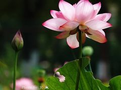 -东升八家郊野公园