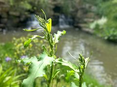-黄陂区野村谷景区