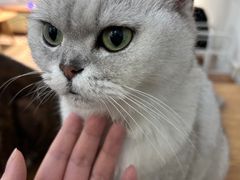 -李小姐の猫咖啡馆(五角场店)