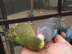 -南宫五洲植物乐园