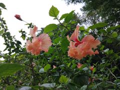 -云溪植物园