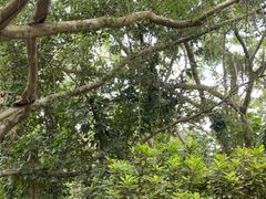 -海南热带野生动植物园