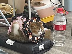 -伟伟宠物医院·CT影像中心·瑞派犬猫综合性门诊(汉口总院)