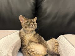 -山宅一喵德文卷毛猫舍